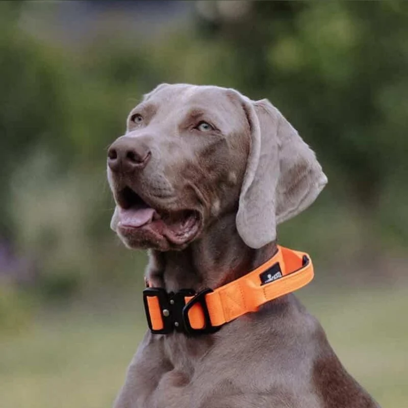 Nylon Tactical Halsband Safety Orange - ultraleicht
