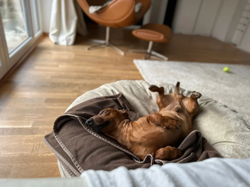 Hundebett rund, Bagelbettchen, Velours BEIGE