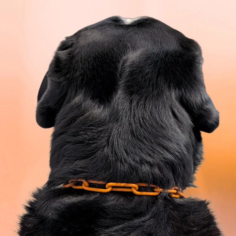 Woofchain Kettenhalsband aus Edelstahl Orange