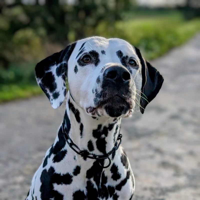 Woofchain Kettenhalsband aus Edelstahl Black