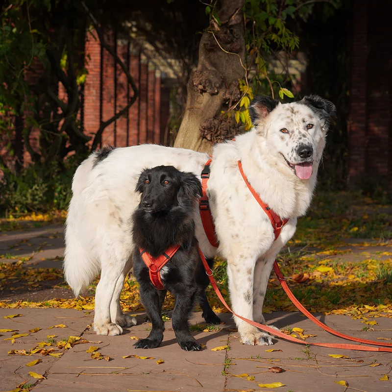 Hundegeschirr FUN Ahorn