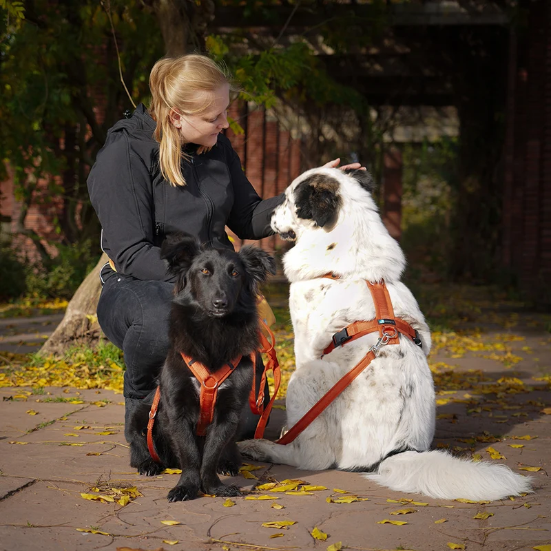 Hundegeschirr FUN Ahorn