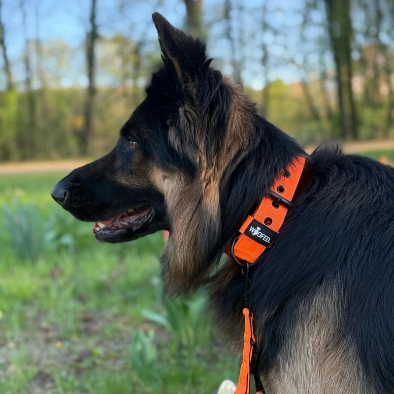 Nylon Classic Führleine Safety Orange