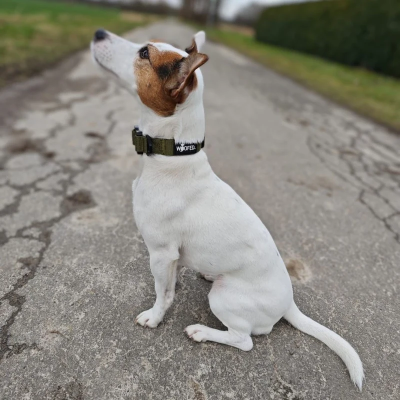 Nylon Tactical Halsband für kleine Hunde Military Olive