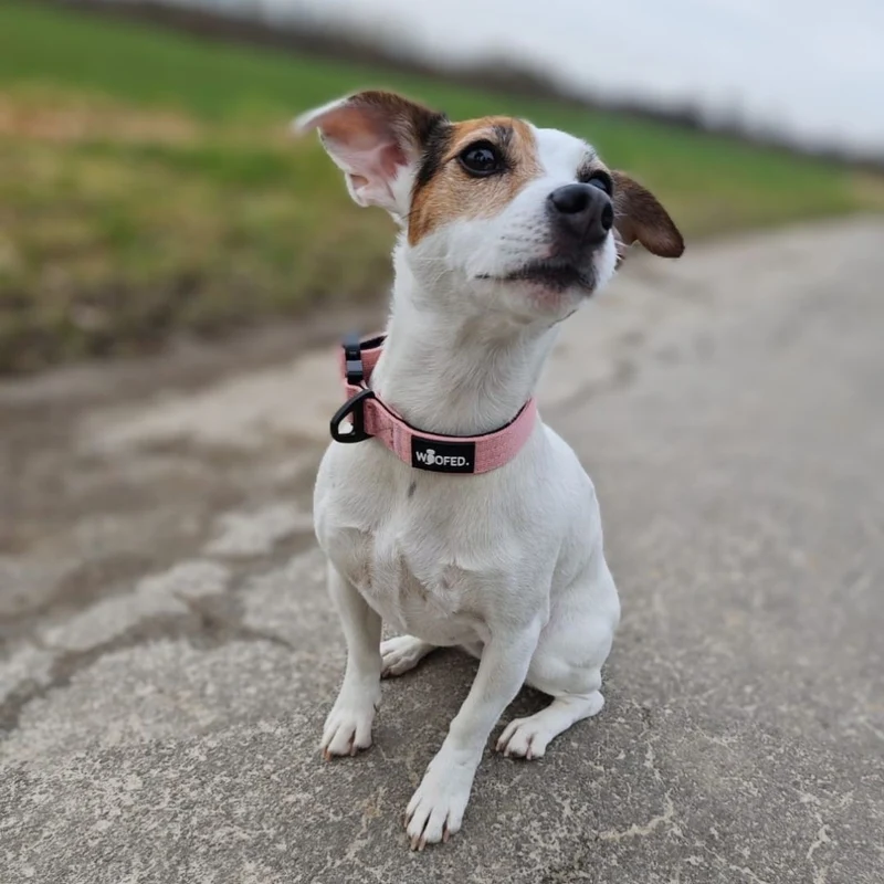 Nylon Tactical Halsband für kleine Hunde Dusty Rose