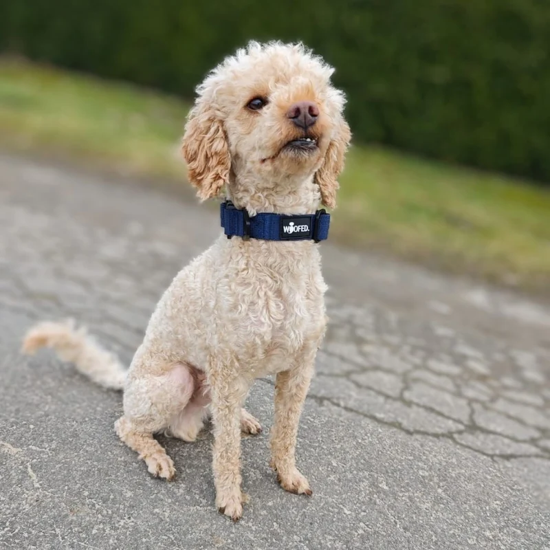 Nylon Tactical Halsband für kleine Hunde Midnight Blue