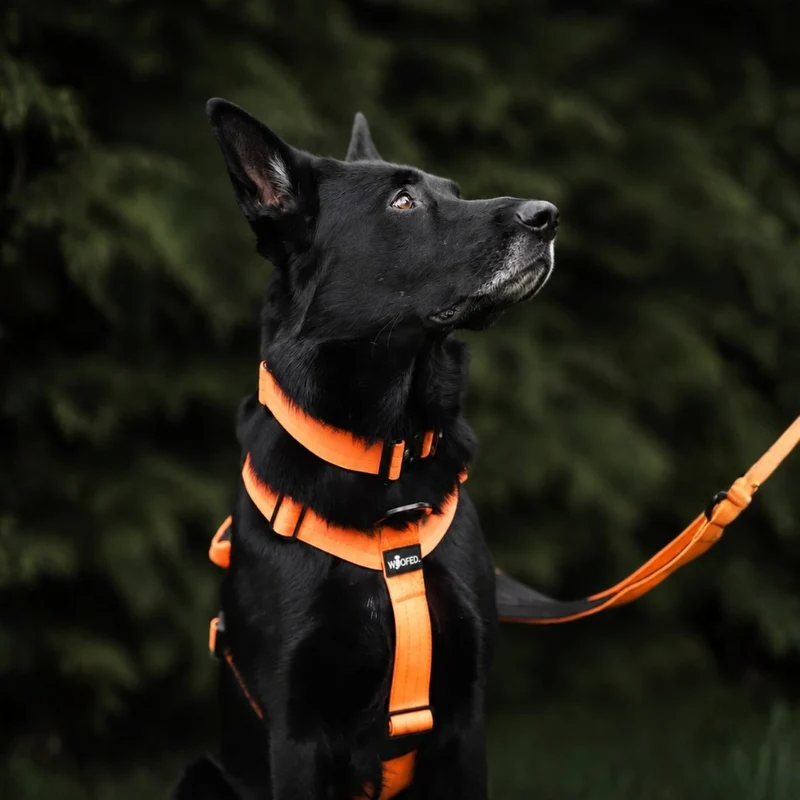 Y-Hundegeschirr 4fach-verstellbar mit Griff und Sicherheitsschnallen Safety Orange - ultraleicht