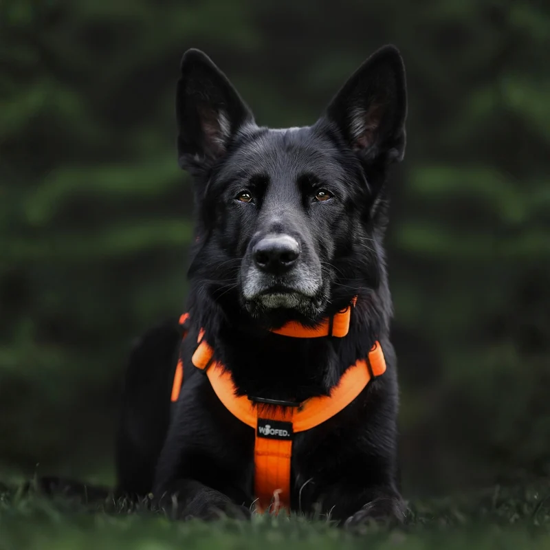 Y-Hundegeschirr 4fach-verstellbar mit Griff und Sicherheitsschnallen Safety Orange - ultraleicht