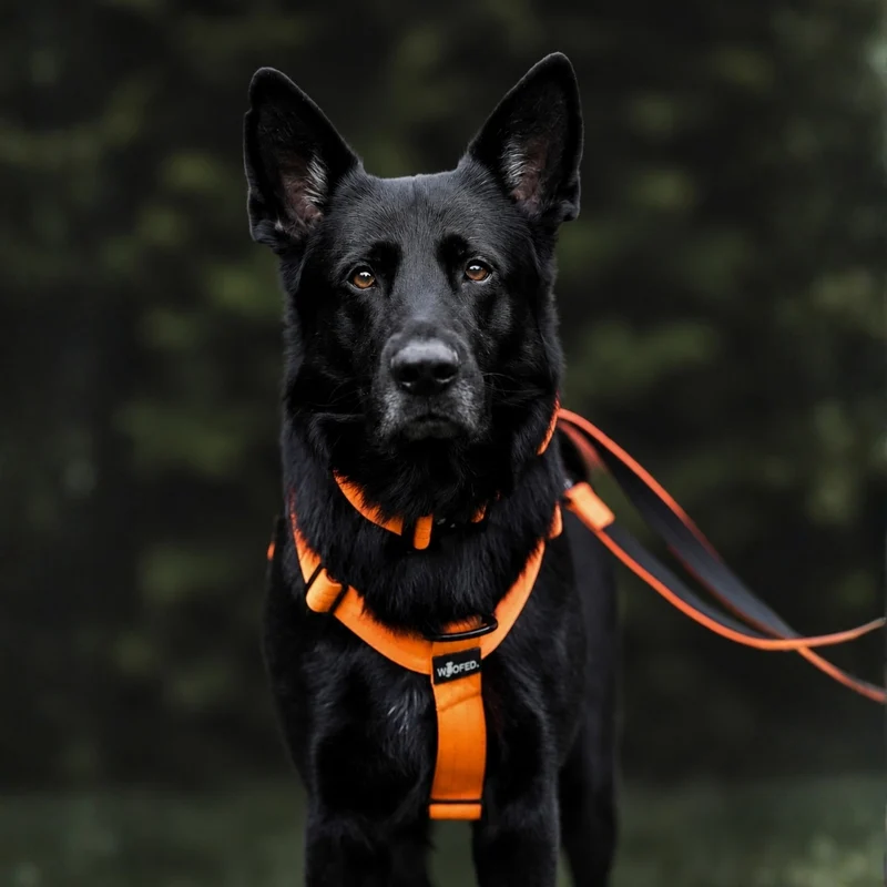 Y-Hundegeschirr 4fach-verstellbar mit Griff und Sicherheitsschnallen Safety Orange - ultraleicht