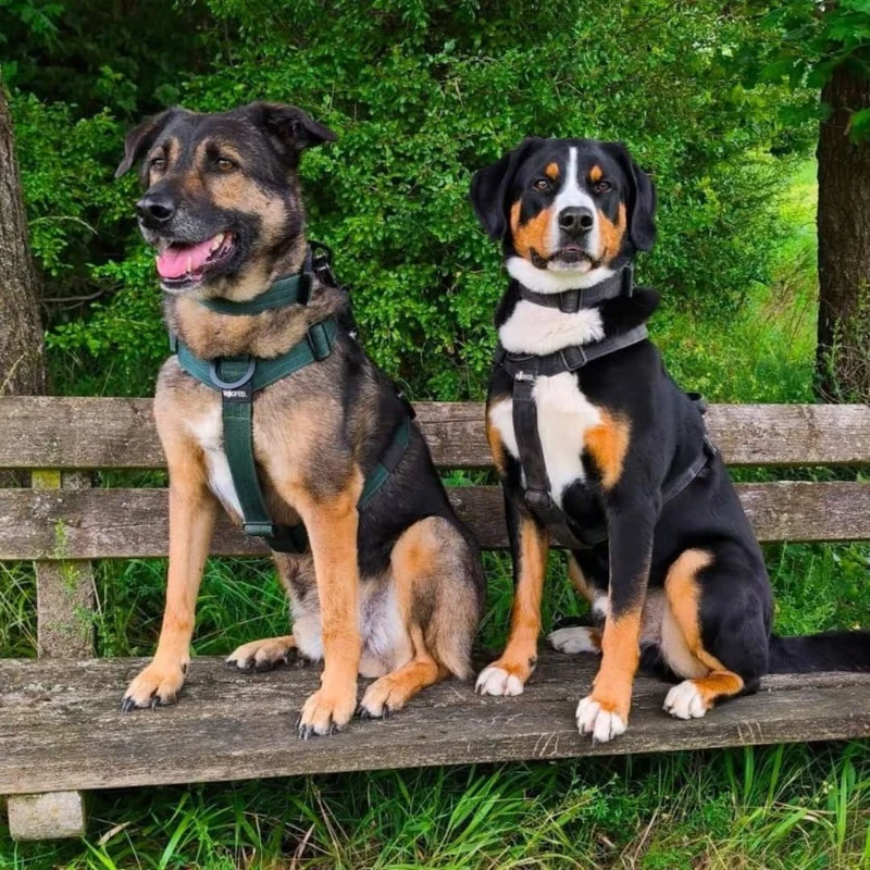 Y-Hundegeschirr 4fach-verstellbar mit Griff und Sicherheitsschnallen Black Camo - ultraleicht
