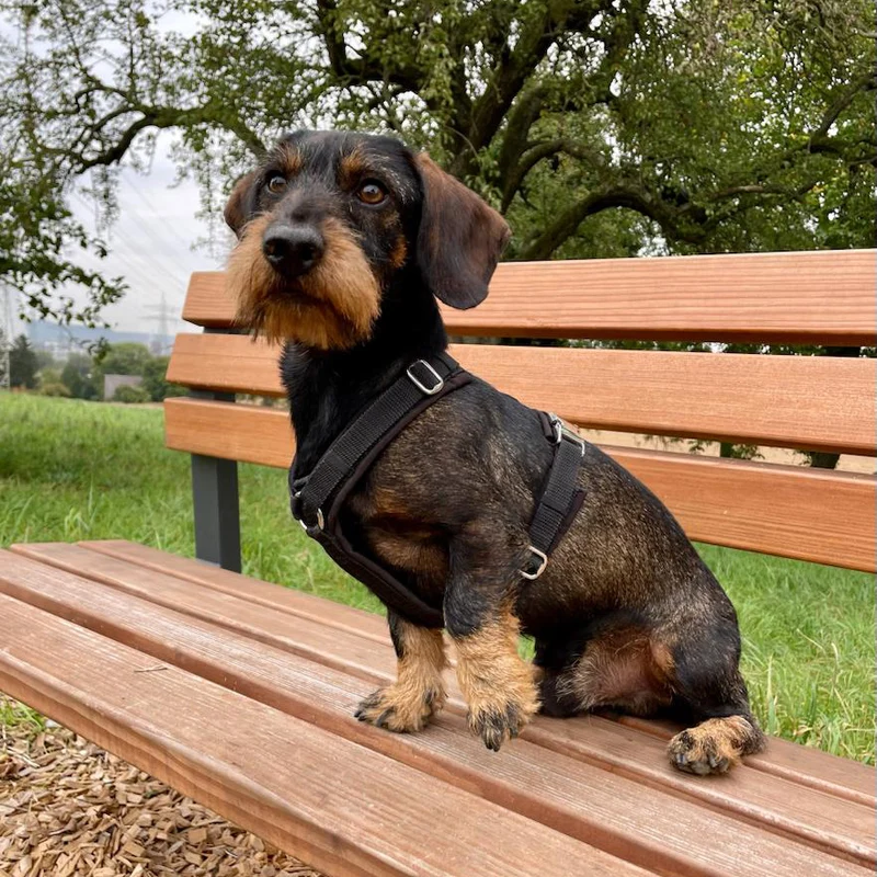 Hundegeschirr Softie SCHWARZ