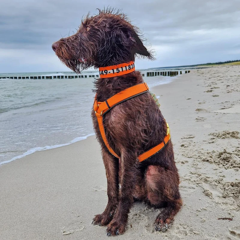 Hundegeschirr Softie NEONORANGE-OLIV