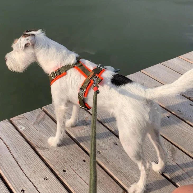 Hundegeschirr Softie NEONORANGE-OLIV