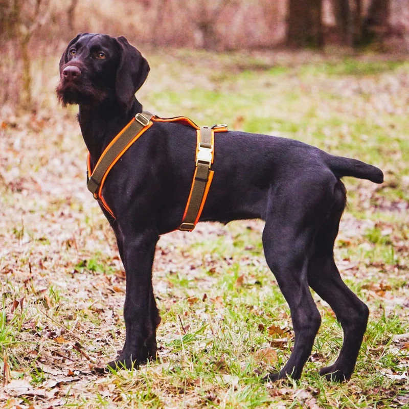 Hundegeschirr Softie NEONORANGE-OLIV