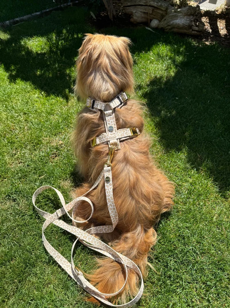 Designerleine GOLDEN LEO, 250 cm (Umhängeleine)