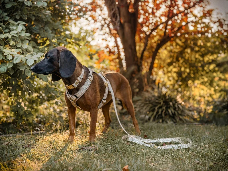 Hundegeschirr GOLDEN LEO