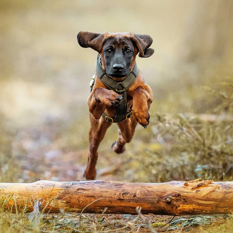Hundegeschirr Softie OLIV