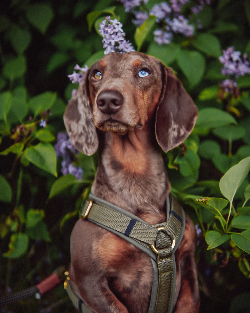 Hundegeschirr Softie OLIV