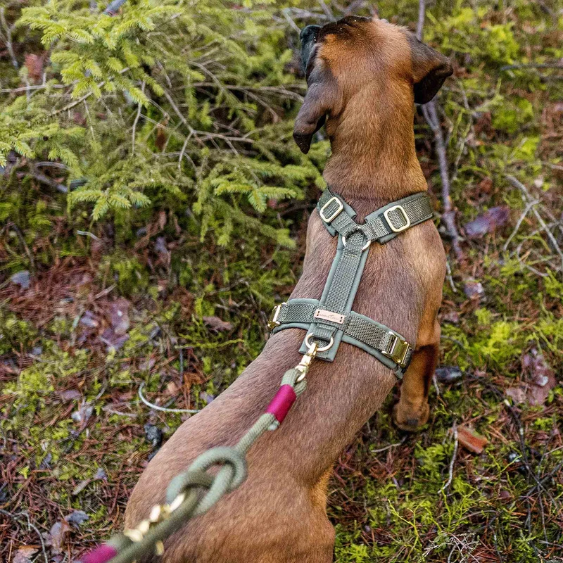Hundegeschirr Softie OLIV