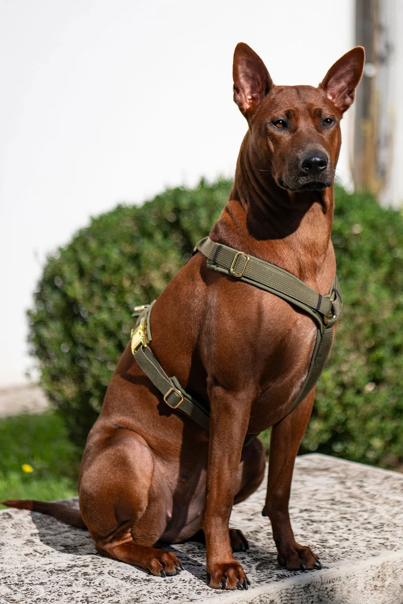 Hundegeschirr Softie OLIV