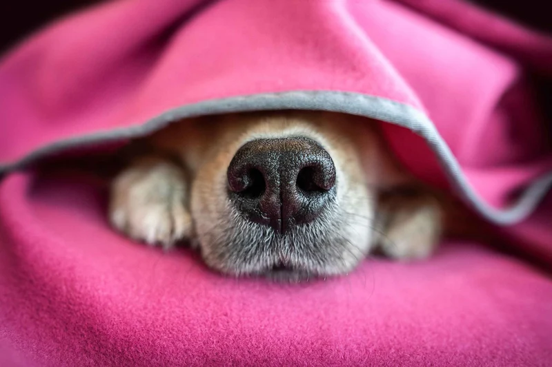 Hundedecke Schmusefleece MAGENTA, 100×140 cm