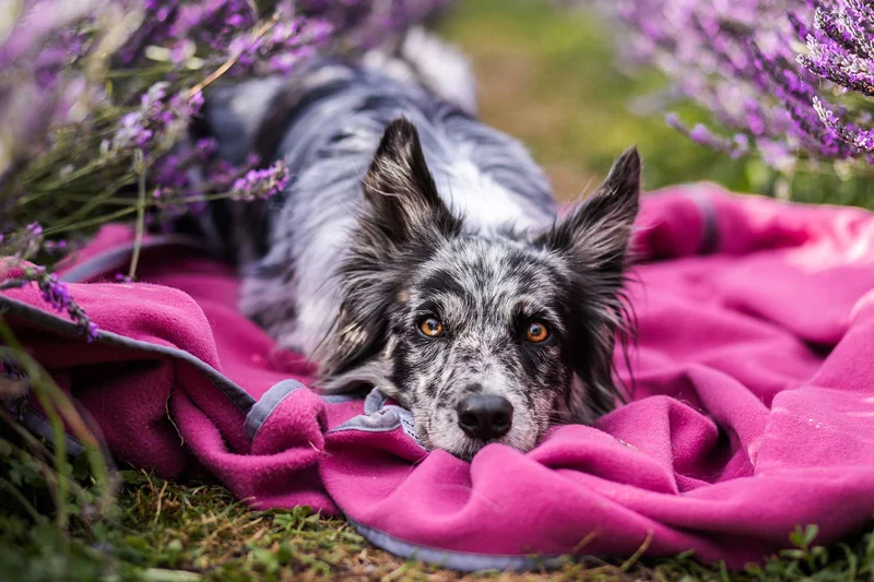Hundedecke Schmusefleece MAGENTA, 100×140 cm