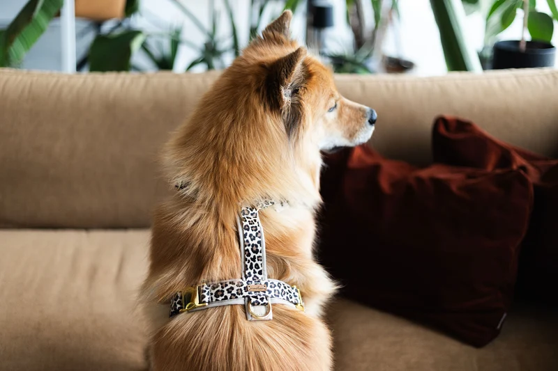 Hundegeschirr LEO