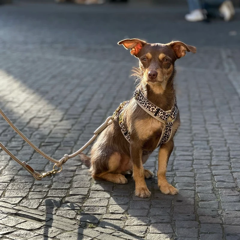 Hundegeschirr LEO