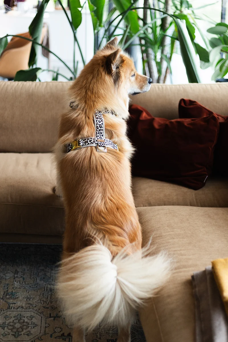Hundegeschirr LEO