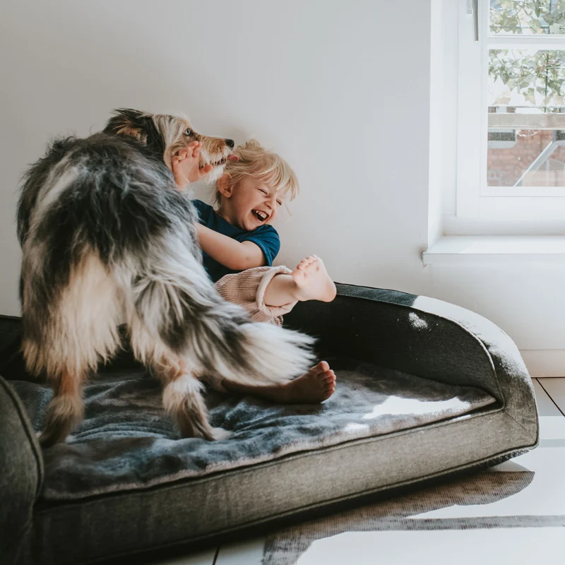 Orthopädisches/Ergonomisches Hundesofa Livingston