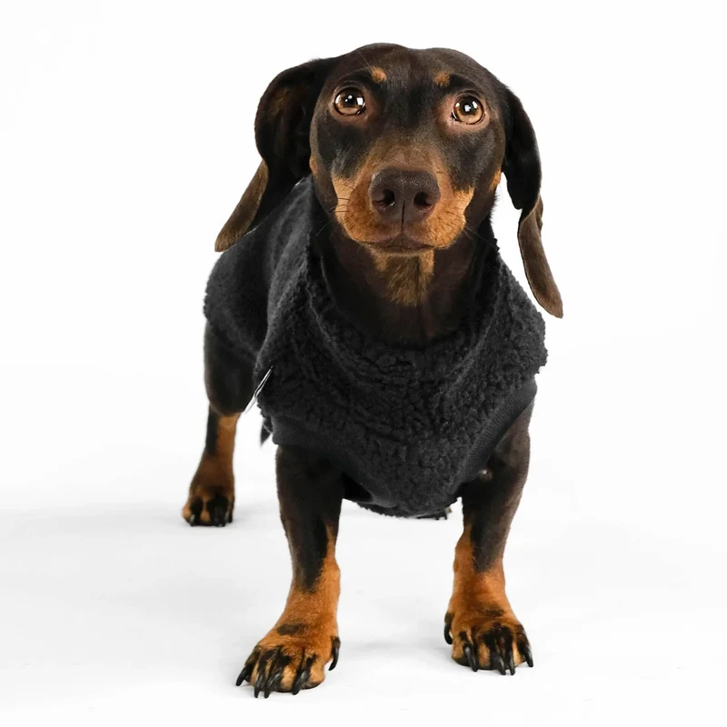 Teddy Shirt für Dackel Schwarz
