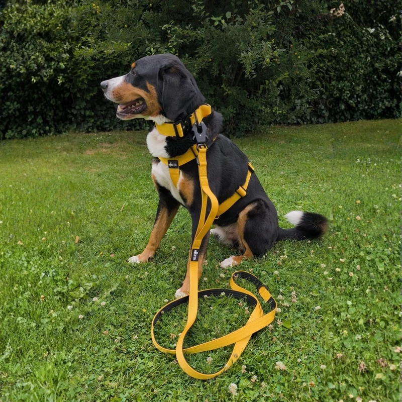 Nylon Tactical Führleine Sunset Yellow
