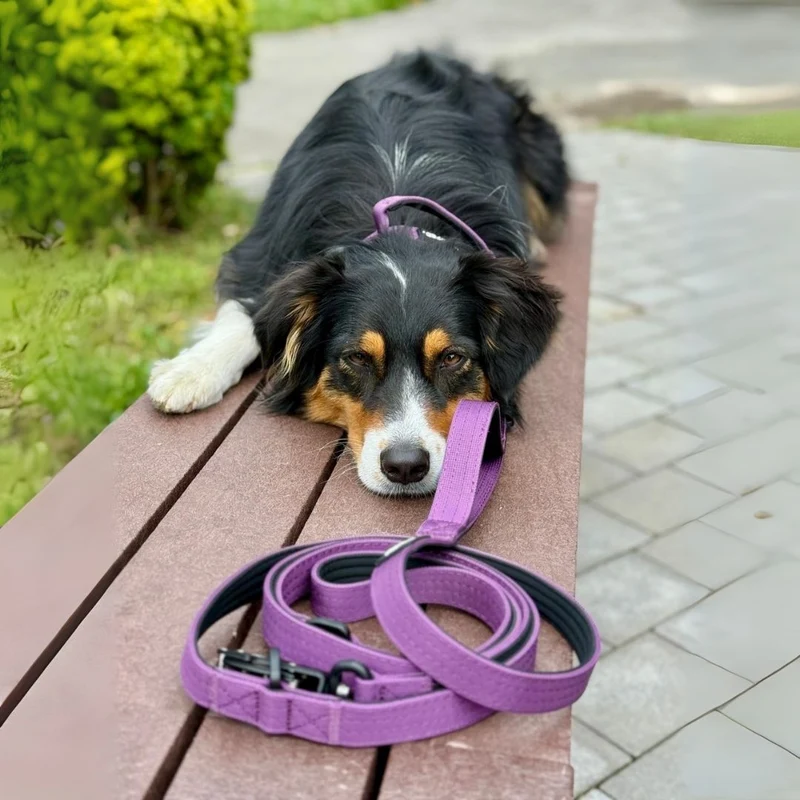 Nylon Tactical Führleine Velvet Purple