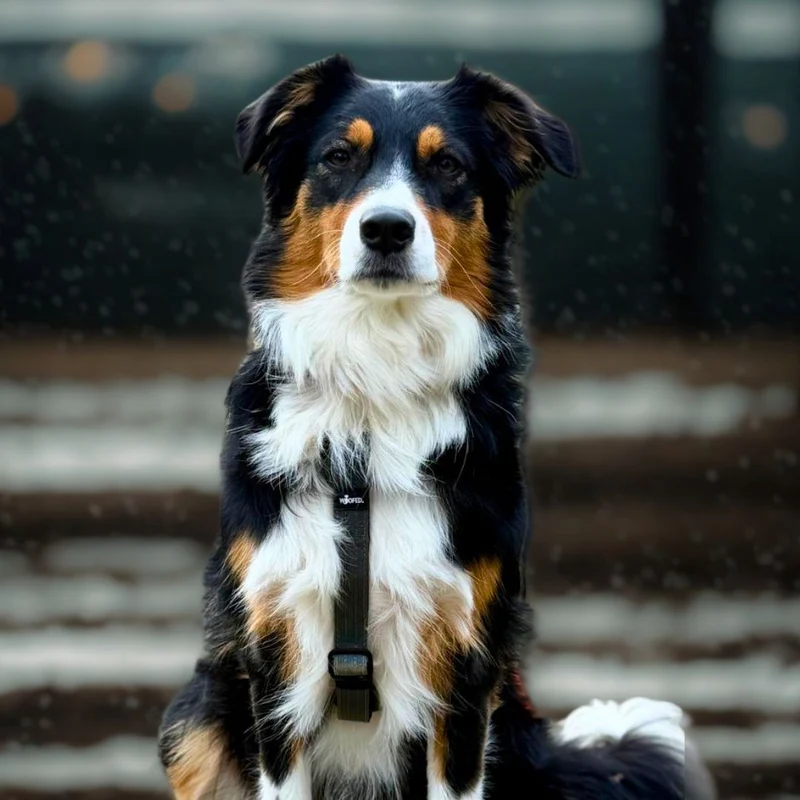 Y-Hundegeschirr 4fach-verstellbar mit Griff und Sicherheitsschnallen Anthracite - ultraleicht