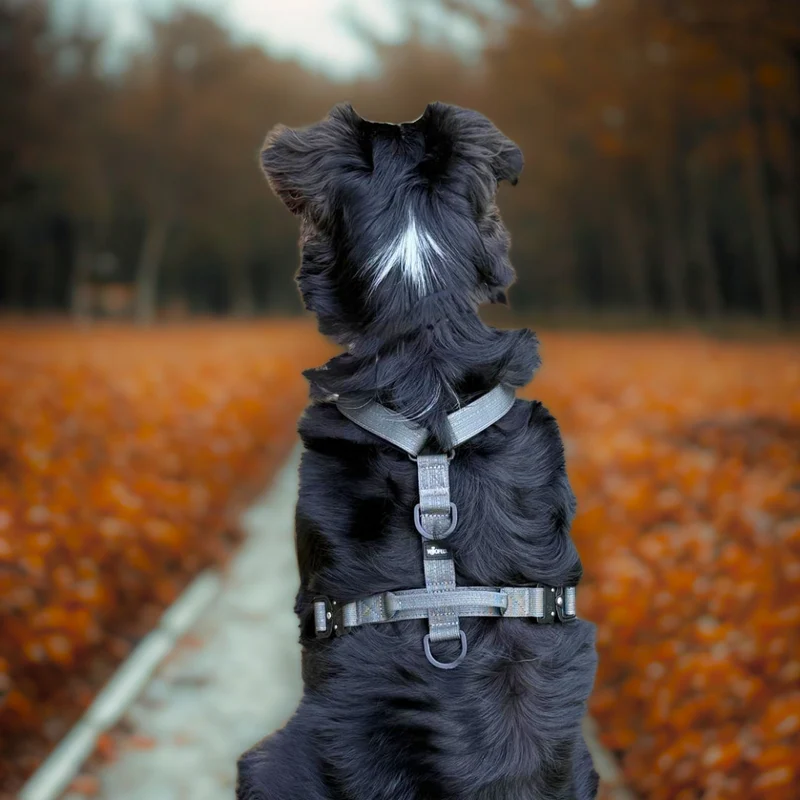 Y-Hundegeschirr 4fach-verstellbar mit Griff und Sicherheitsschnallen Anthracite - ultraleicht