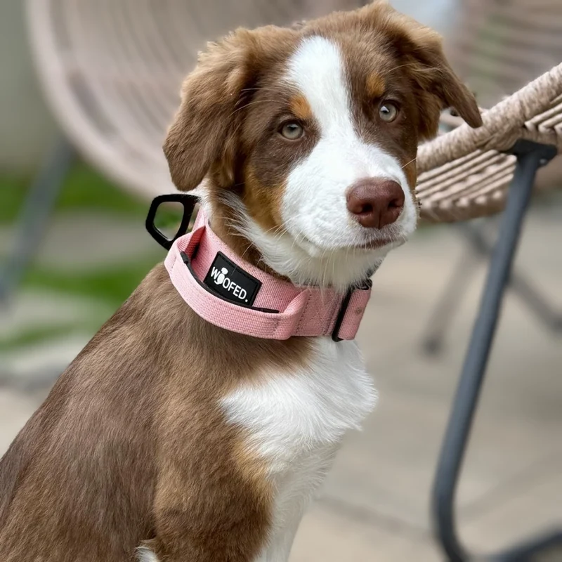 Nylon Tactical Halsband mit Griff Dusty Rose - ultraleicht
