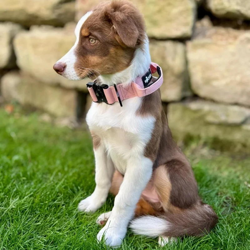 Nylon Tactical Halsband mit Griff Dusty Rose - ultraleicht
