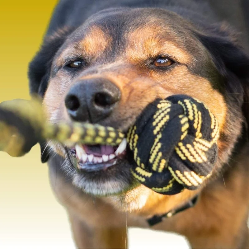 Hundespielzeug Tau