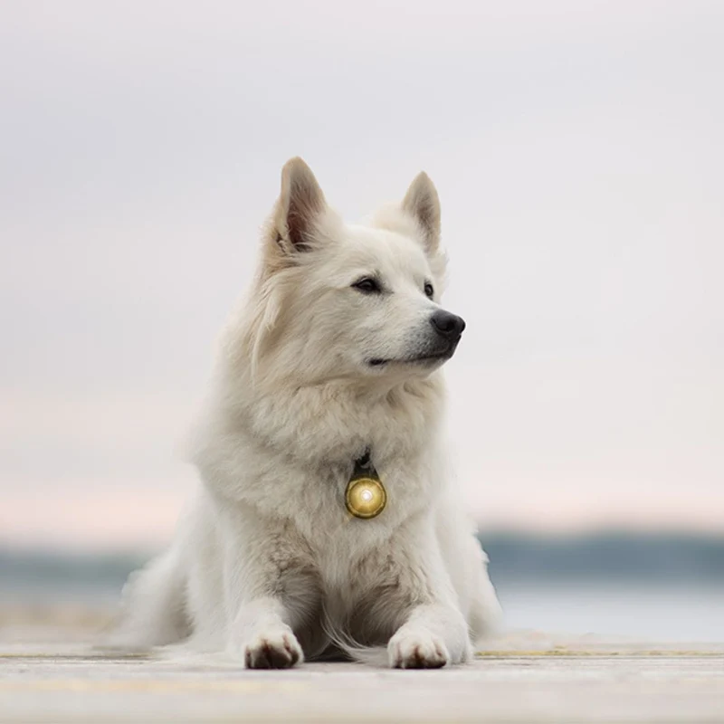 Orbiloc Sicherheitslicht Dog Dual Gold