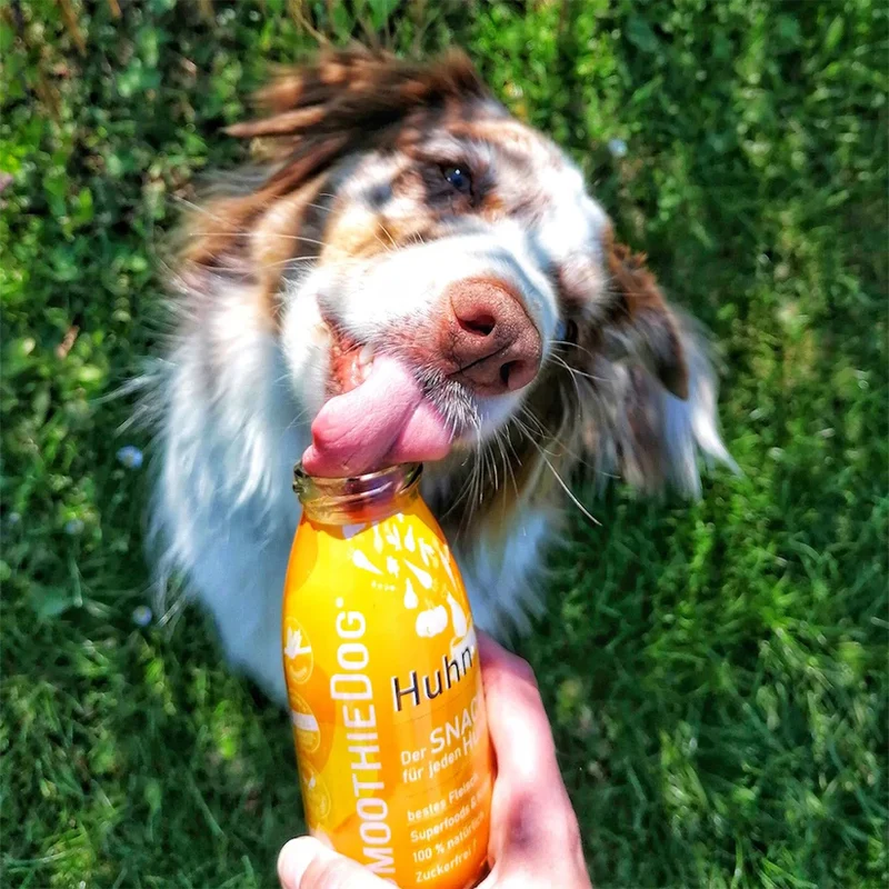 Hundesmoothie Huhn