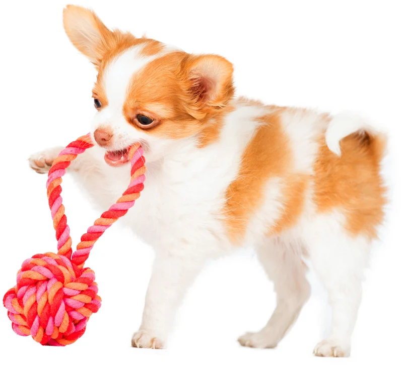 Hundespielzeug Schleuderball Pink/Orange
