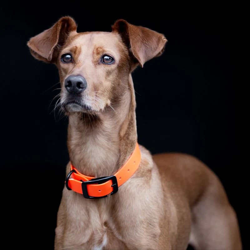 BioThane® Hundehalsband NEO Neon Orange