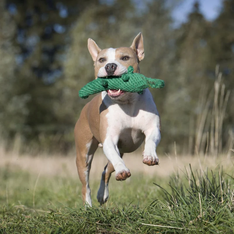 Hundespielzeug Kalli Krokodil