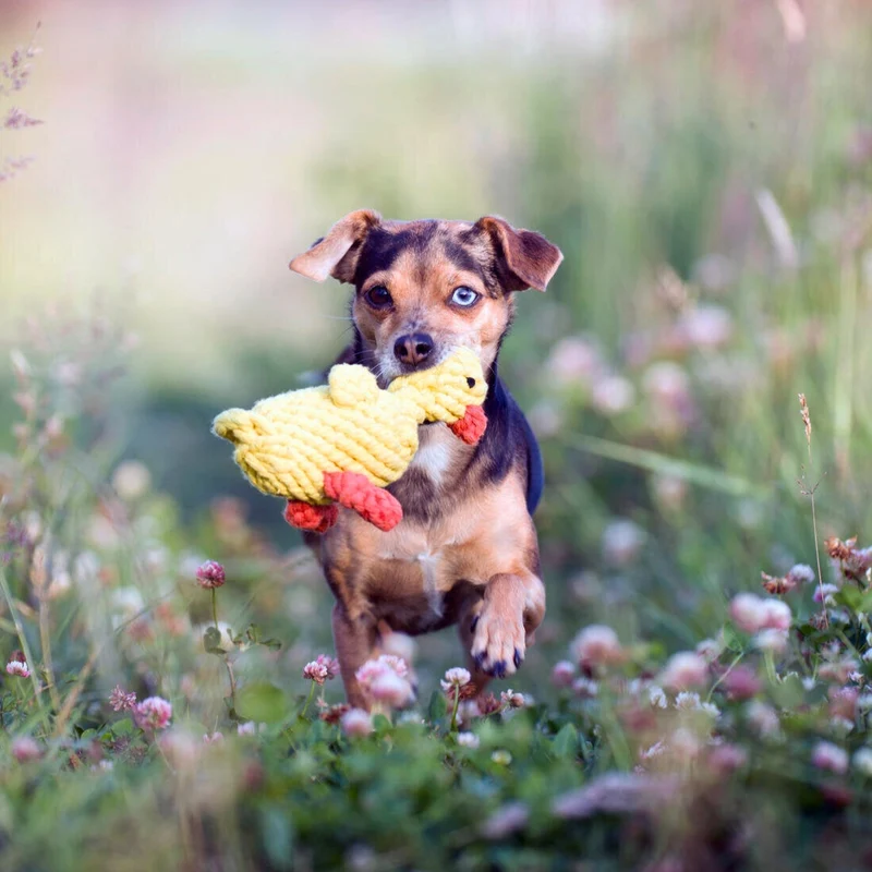 Hundespielzeug Emma Ente