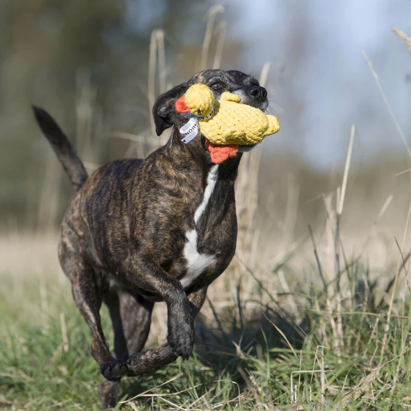 Hundespielzeug Emma Ente