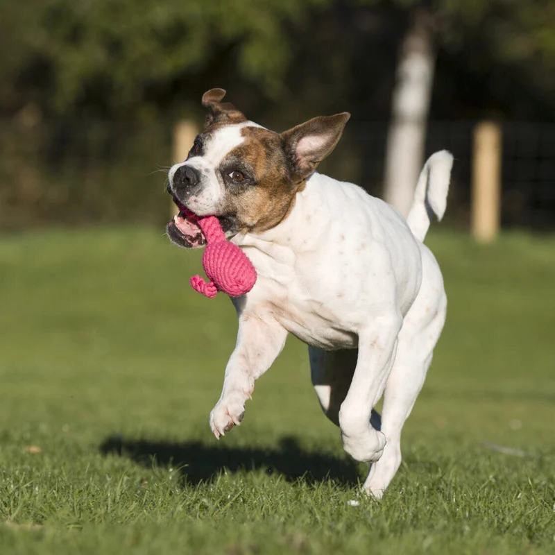 Hundespielzeug Franzi Flamingo
