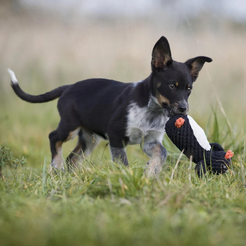 Hundespielzeug Poldi Pinguin