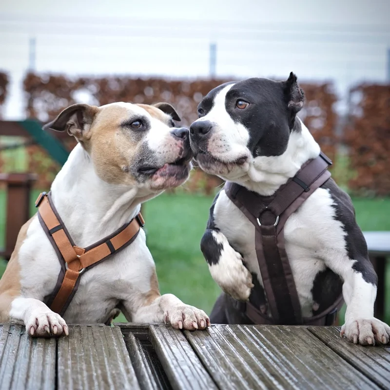 Hundegeschirr FUN Braun/Braun