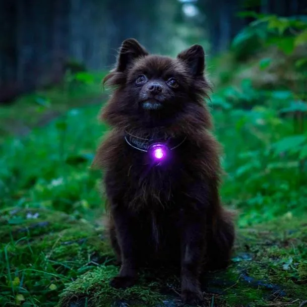 Orbiloc Sicherheitslicht Dog Dual Purple