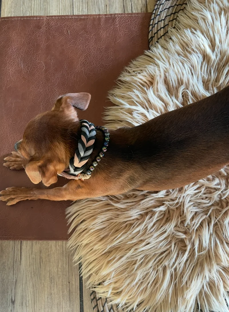 Halsband Diva